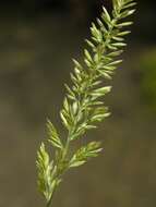 Image of Junegrass