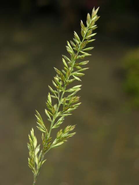 Image of Junegrass