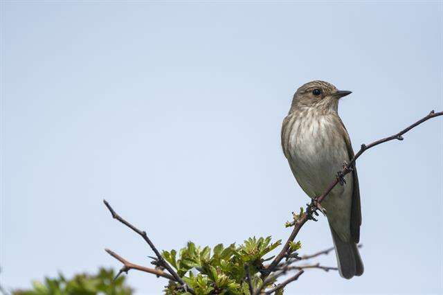 Image of Muscicapa Brisson 1760