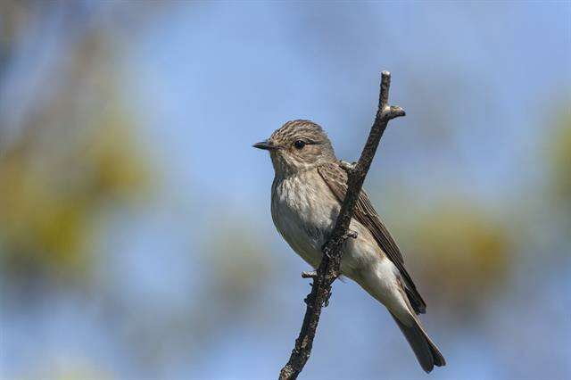 Image of Muscicapa Brisson 1760