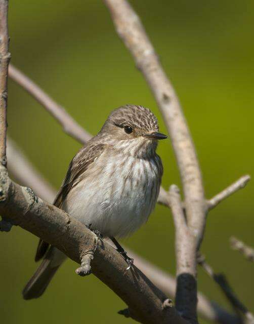 Image of Muscicapa Brisson 1760