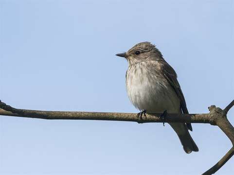 Image of Muscicapa Brisson 1760