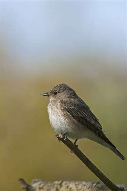 Image of Muscicapa Brisson 1760