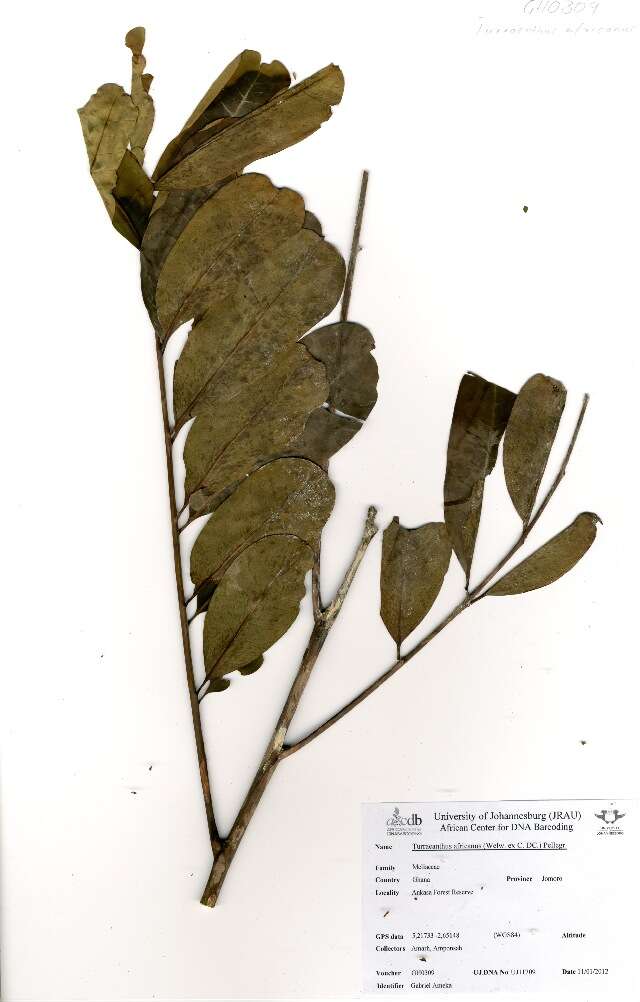 Image of Turraeanthus africanus (Welw. ex C. DC.) Pellegr.