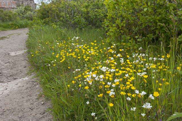 Ranunculus bulbosus L.的圖片