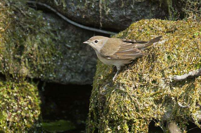 Image of Typical warblers