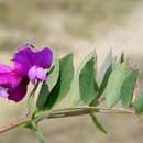 Image of beach pea