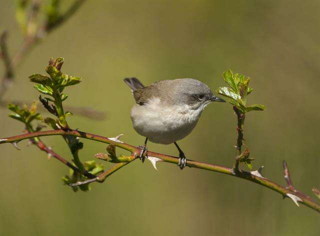 Image of Typical warblers