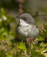 Image of Typical warblers