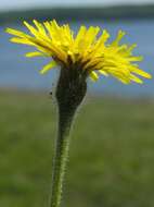 Image of hawkbit