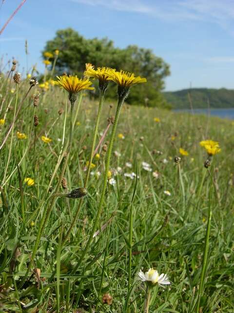 Image of hawkbit