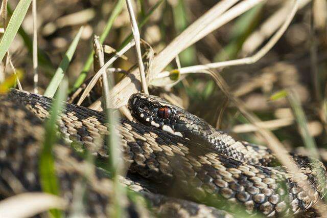 Image of Eurasian Vipers