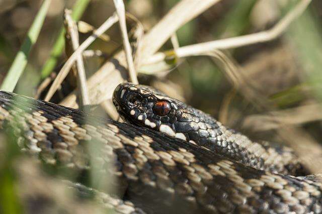 Image of Vipera Laurenti 1768