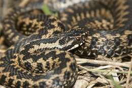 Image of Eurasian Vipers