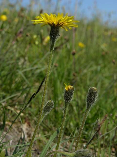 Image of hawkbit