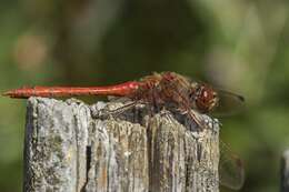 Image of Sympetrum Newman 1833