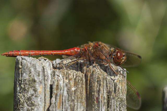 Image of Sympetrum Newman 1833