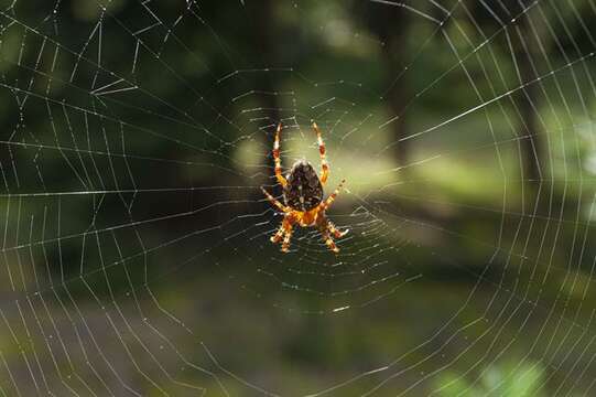 Image of Araneus