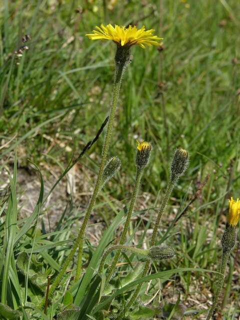 Image of hawkbit