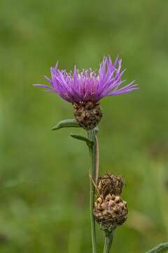 Image of knapweed