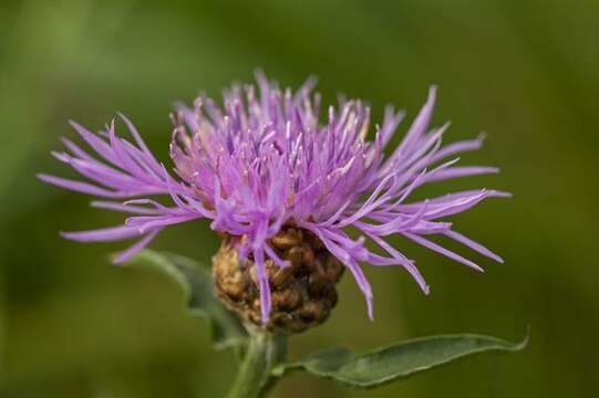 Centaurea resmi