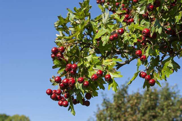 Image of Hawthorn