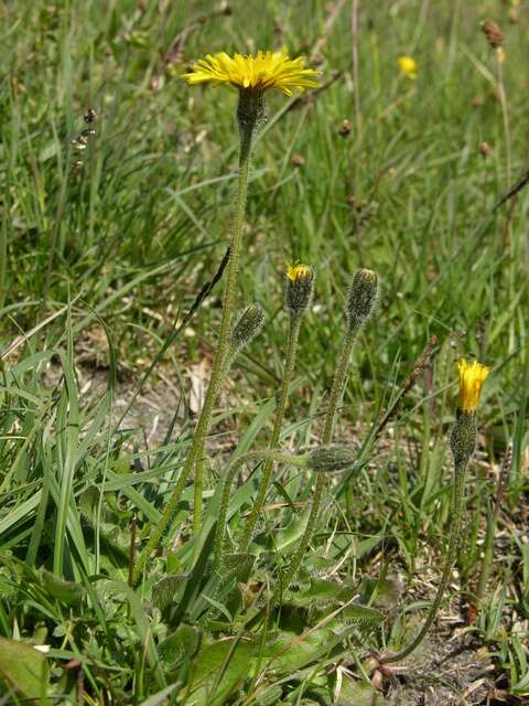 Image of hawkbit