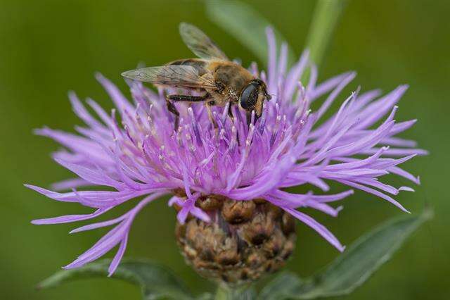 Image of Panarthropoda