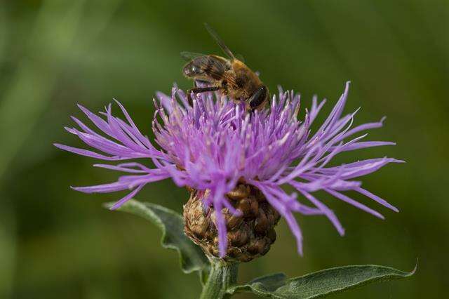 Слика од Panarthropoda