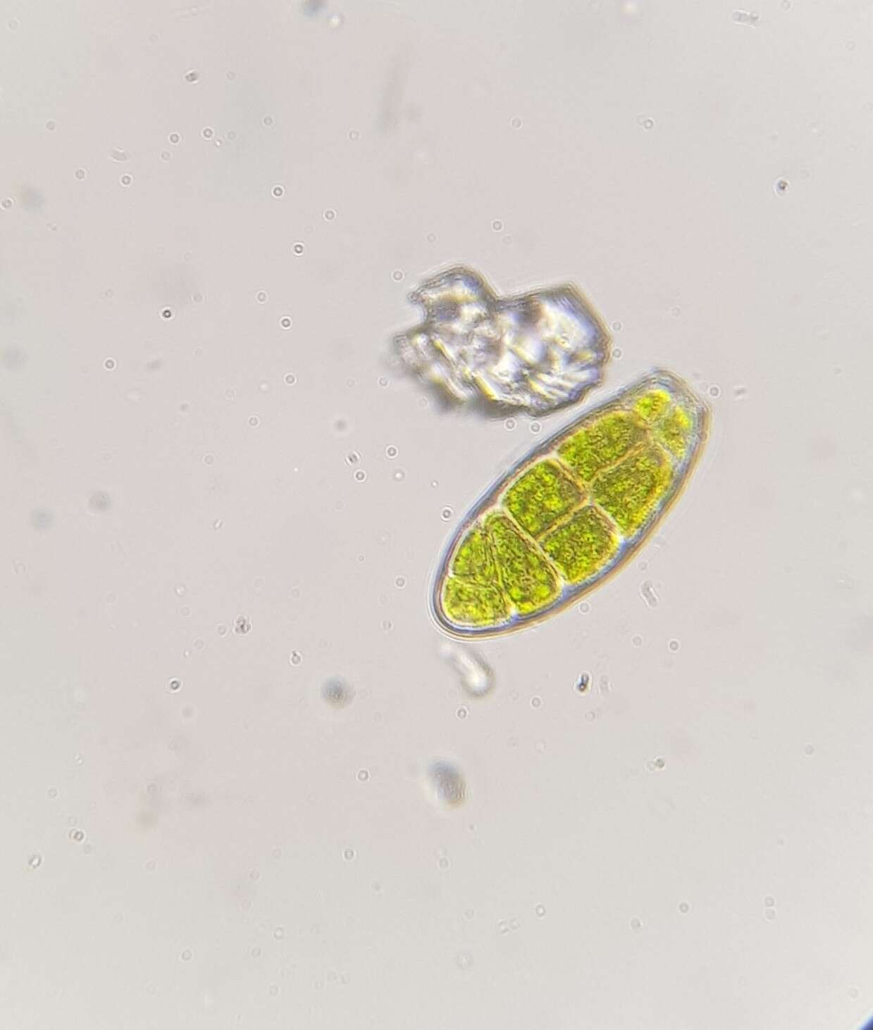 Image of zygodon moss