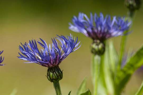 Centaurea montana L. resmi