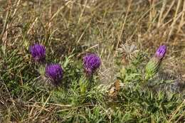 Cirsium resmi