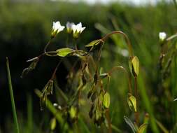 Image of flax family