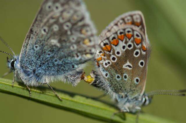 Image of Polyommatus