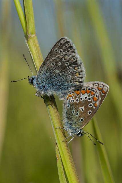 Image of Polyommatus