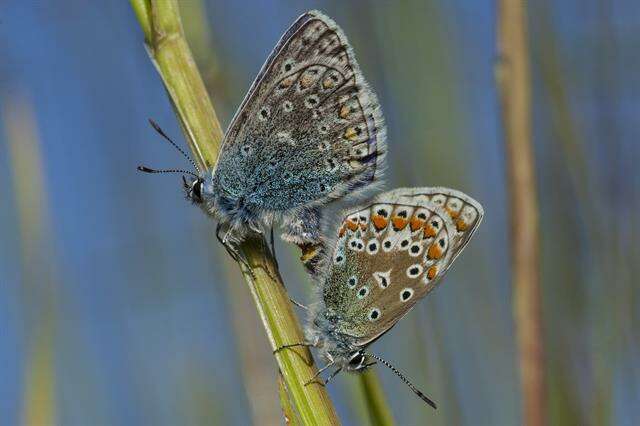 Image of Polyommatus