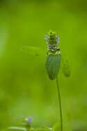 Image of selfheal