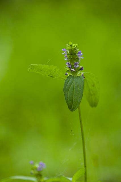 Image of selfheal