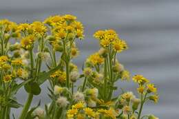 Image of Clustered Marsh Squaw-Weed