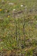 Image of Rock Cress