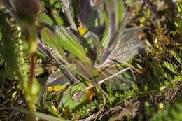 Image of Rock Cress