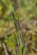 Image of Rock Cress