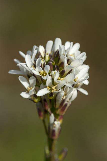 Image of Rock Cress