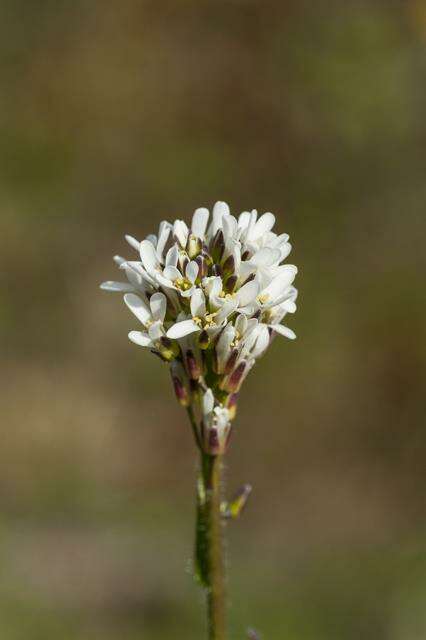 Image of Rock Cress