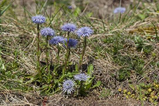 Image of Globe Daisies