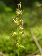 Image of Twayblade