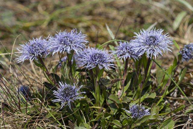 Image of Globularia