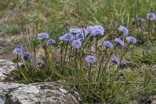 Image of Globularia