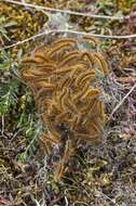 Image of Tent caterpillar