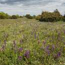 Image de Orchis mâle